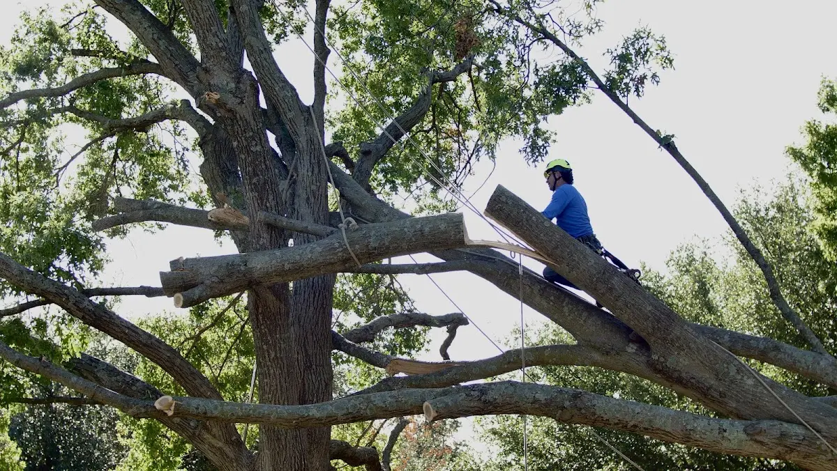 Professional Hazardous Tree Removal performed by certified arborists in Evant