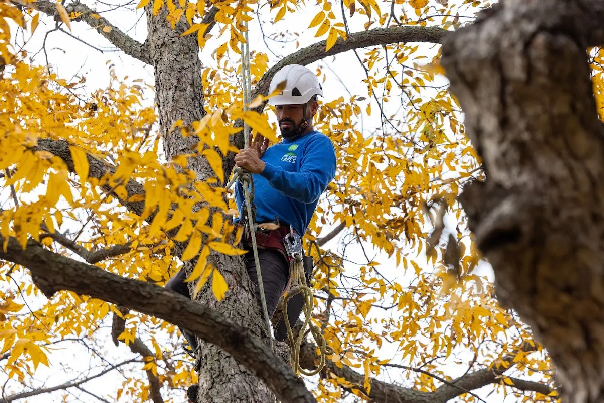 Skilled Tree Pruning crew working in Evant